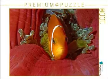 Calvendo Puzzle &bdquo;Nemo, wie auf Samt gebettet" 1000 Teile, 64&times;48cm (4059477076106)