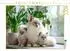 Calvendo Puzzle „Heilige Birma Kitten – Mamas kleine Lieblinge