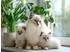 Calvendo Puzzle „Heilige Birma Kitten – Mamas kleine Lieblinge