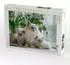Calvendo Puzzle „Heilige Birma Kitten – Mamas kleine Lieblinge