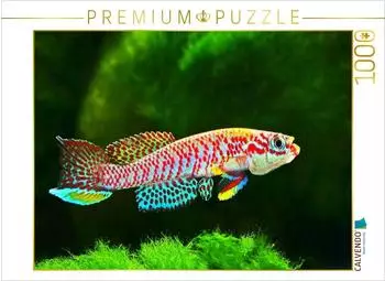 Calvendo Puzzle Raddaella batesii, Kamerun 1000 Teile, 64x48cm
