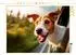 Calvendo Jack Russell Terrier - Reiselust, Foto-Puzzle 1000 Teile, 64×48cm