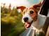 Calvendo Jack Russell Terrier - Reiselust, Foto-Puzzle 1000 Teile, 64×48cm