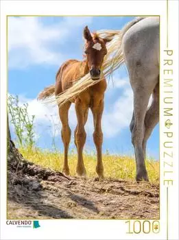 Calvendo Puzzle &bdquo;Araberfohlen vom Winde verweht" 1000 Teile 64x48cm