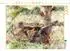 Calvendo Puzzle Amsel mit Nachwuchs, 1000 Teile, 64×48cm