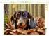 Calvendo Dackel und Eichhörnchen im Herbstlaub Puzzle 1000 Teile 64×48cm