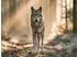 Calvendo Puzzle „Die Seele des wilden Waldes