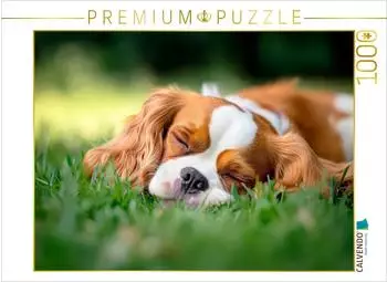 Calvendo Puzzle &bdquo;Cavalier King Charles Spaniel &ndash; S&uuml;&szlig;e Tr&auml;ume im Gr&uuml;nen" 1000 Teile 64x48cm