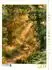 Calvendo Puzzle „Wenn der Wald leuchtet