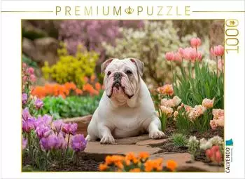 Calvendo Puzzle "Englische Bulldogge im Fr&uuml;hlingsgarten" 1000 Teile 64x48cm