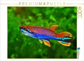 Calvendo Puzzle Laimosemion xiphidius, Franz&ouml;sisch-Guayana, 1000 Teile, 64x48cm