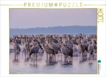 Calvendo Puzzle &bdquo;Kraniche am Schlafplatz stehen im Wasser" 1000 Teile, 64&times;48cm