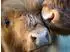 Calvendo Puzzle 