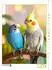 Calvendo Puzzle „Ungewöhnliche Freunde – Nymphensittich und Wellensittich