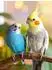 Calvendo Puzzle „Ungewöhnliche Freunde – Nymphensittich und Wellensittich