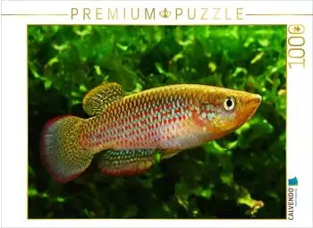 Calvendo Puzzle Pachypanchax playfairii, Seychellen, 1000 Teile, 64x48cm