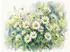 Calvendo Puzzle Margeriten 1000 Teile, 64×48cm