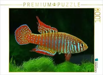 Calvendo Puzzle Simpsonichthys zonatus Brasilien, 1000 Teile, 64x48cm
