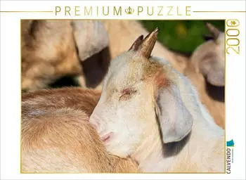 Calvendo Puzzle &bdquo;Fressen, Toben, Schlafen" 2000 Teile, 90&times;67cm