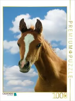Calvendo Puzzle "Neugieriger Blick - Araberfohlen" 1000 Teile, 64x48cm