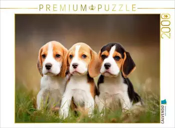 Calvendo Beagles &ndash; Trio zum Verlieben, Puzzle 2000 Teile, 90&times;67cm