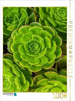 Calvendo Puzzle Aeonium Sukkulenten von oben, 1000 Teile, 64&times;48cm