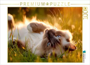 Calvendo Puzzle &bdquo;Heilige Birma &ndash; Ein Platz an der Sonne" 1000 Teile, 64&times;48cm