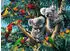 Ravensburger Puzzle Koalas im Baum (12000206)