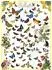 Eurographics Butterflies (6000-0077)