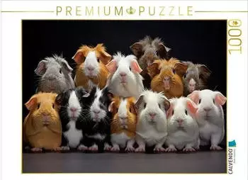 Calvendo Meerschweinchen &uuml;bereinander
