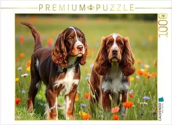 Calvendo Niedliche American Cocker Spaniel
