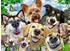 Ravensburger Selfie Dogs Delight (12000532)