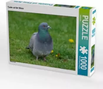 Calvendo Taube auf der Wiese
