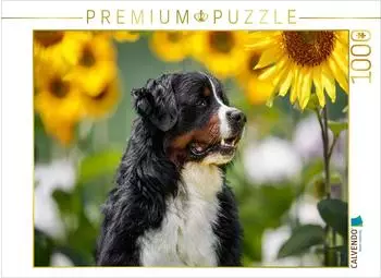 Calvendo Sonnenblumenzeit
