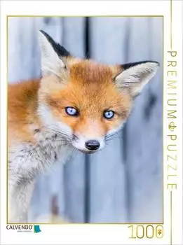 Calvendo Fuchswelpen Portrait