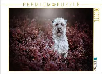 Calvendo Irish soft coated wheaten Terrier