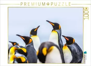 Calvendo K&ouml;nigspinguine - Zusammenkunft