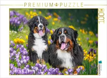 Calvendo Berner Sennenhunde - Endlich Fr&uuml;hling