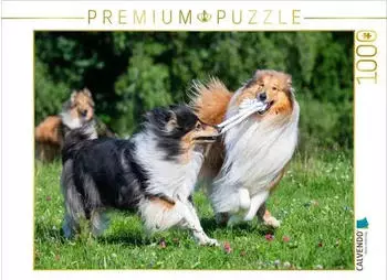 Calvendo Collies sind verspielt