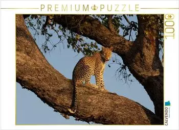 Calvendo Eine Leopardin auf einem Baum am Chobe in Botswana