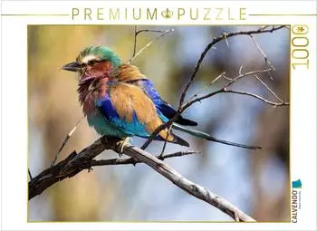 Calvendo Gabelracke mit lilafarbener Brust in Botswana