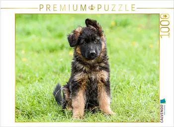 Calvendo Sch&auml;ferhund - Welpe H&uuml;ndin
