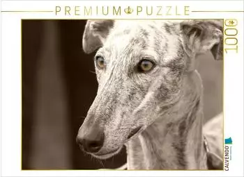 Calvendo Galgo Espa&ntilde;ol