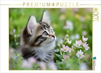 Calvendo Vertr&auml;umte Katze in der Wiese