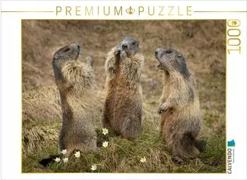 Calvendo Murmeltierversammlung