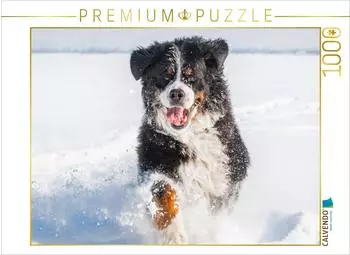 Calvendo Berner Sennenhund in seinem Element