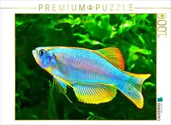 Calvendo Procatopus similis