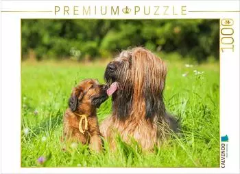 Calvendo Briard- H&uuml;ndin mit einem ihrer Welpen