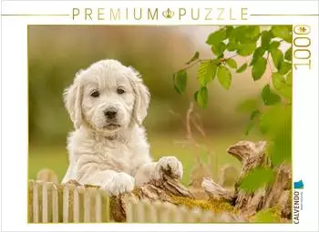 Calvendo Ein Motiv aus dem Kalender Golden Retriever... Herzenshunde