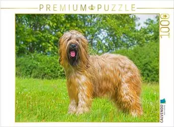 Calvendo Eine wahre Sch&ouml;nheit - Briard